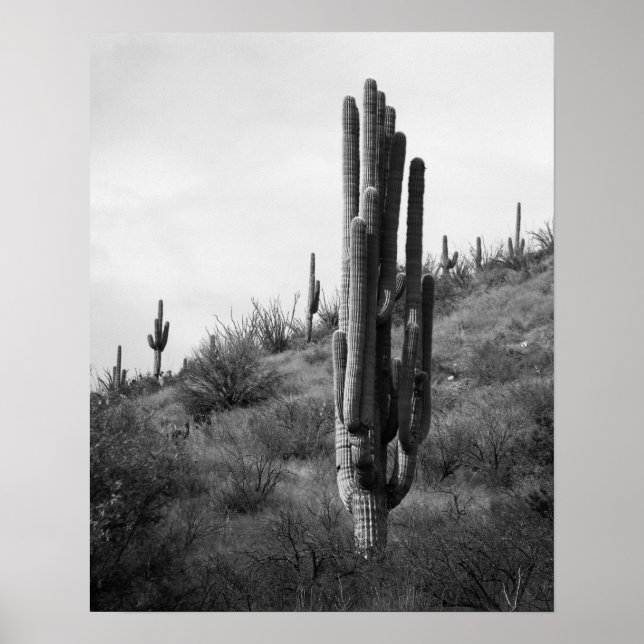 Black & White Thick Saguaro Cactus 16x20 Poster (Front)