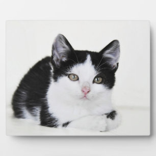 Black White Thoughtful Kitten Photo Plaques