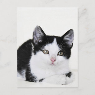 Black White Thoughtful Kitten Postcard