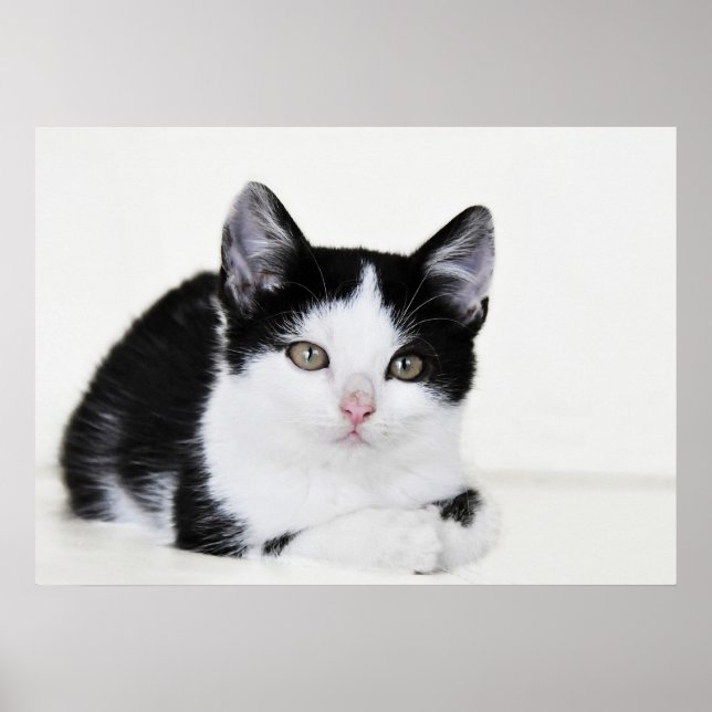 Black White Thoughtful Kitten Poster (Front)