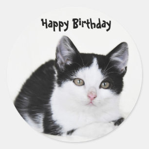 Black White Thoughtful Kitten Sticker