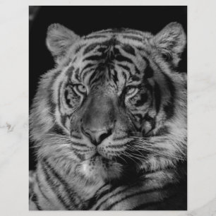 Black & White Tiger