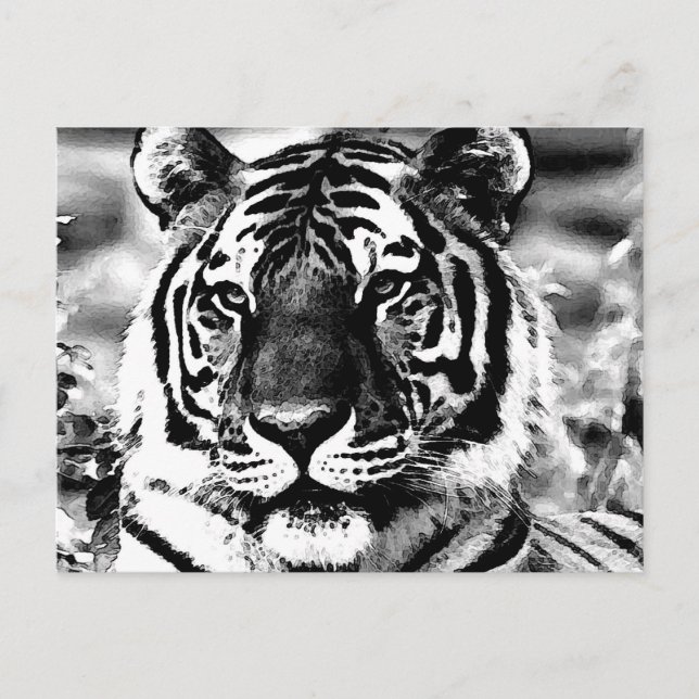 Black & White Tiger Postcard (Front)