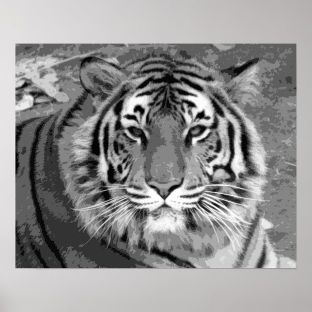 Black & White Tiger Poster (Front)