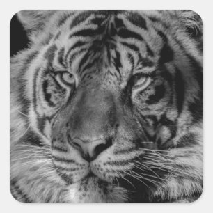 Black & White Tiger Square Sticker