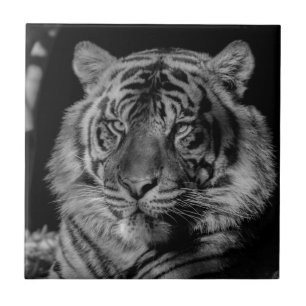 Black & White Tiger Tile