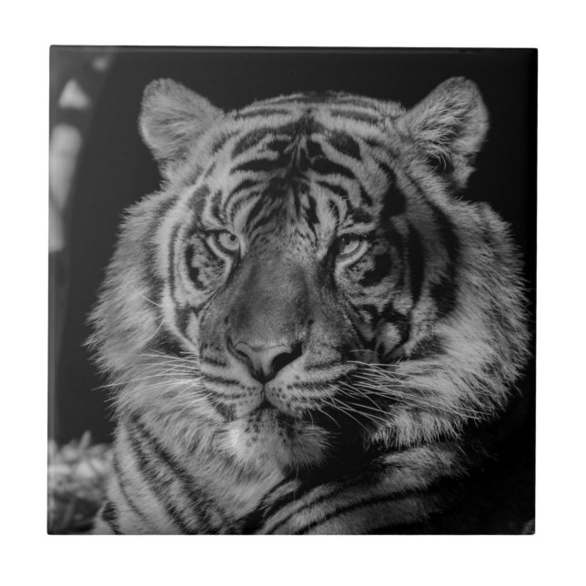 Black & White Tiger Tile (Front)