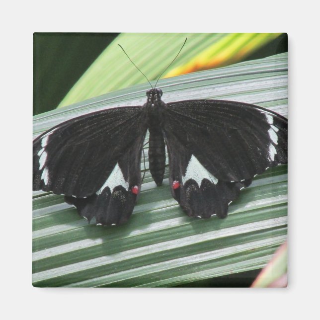 Black & White Tropical Butterfly Magnet (Front)