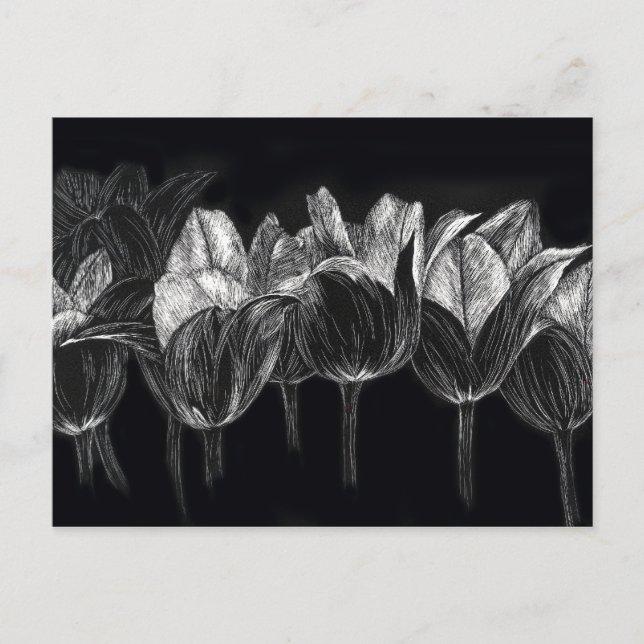 Black White Tulip Garden Flower Scratchboard Art Postcard (Front)