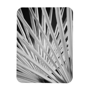 Black & White view of palm tree fronds Magnet