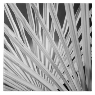 Black & White view of palm tree fronds Tile