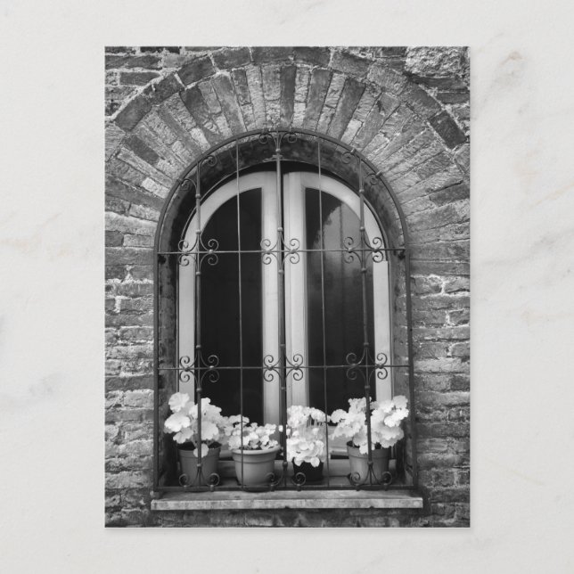 Black & White view of window and flower pots Postcard (Front)