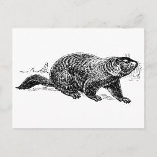 black white Vintage groundhog postcard