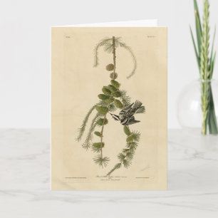 Black & White Warbler - Audubon's Birds of America Card
