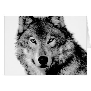 Black & White Wolf