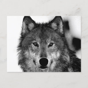 Black & White Wolf Artwork Holiday Postcard