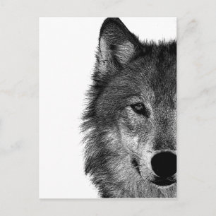 Black & White Wolf Eye Artwork Postcard