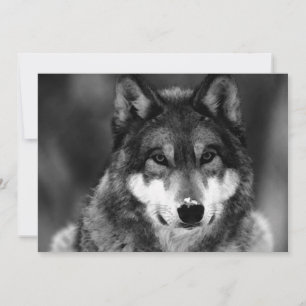 Black & White Wolf Invitation