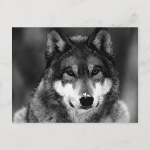 Black & White Wolf Postcard