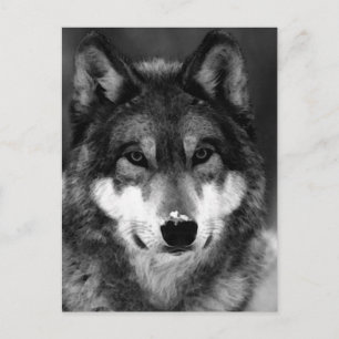 Black & White Wolf Postcard