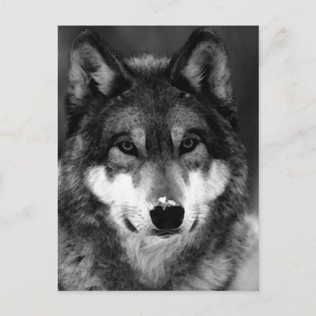 Black & White Wolf Postcard (Front)