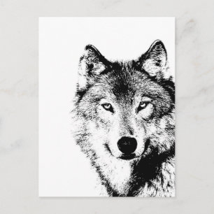 Black & White Wolf Postcard