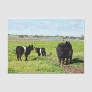 Black White Young Galloway Cows, Tissue Paper
