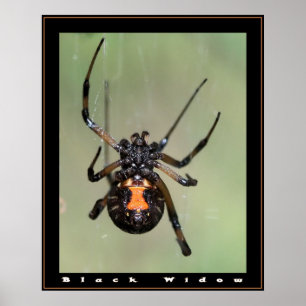 Black Widow Poster