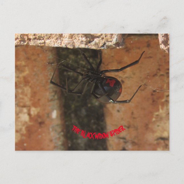 Black Widow Spider Postcard (Front)