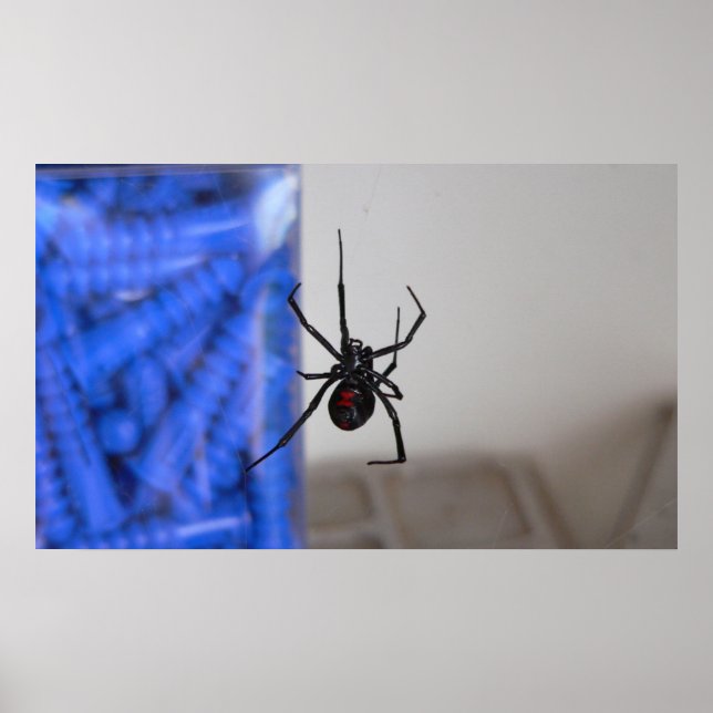 Black Widow Spider Poster (Front)