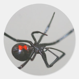 Black widow spider sticker