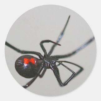 Black widow spider sticker