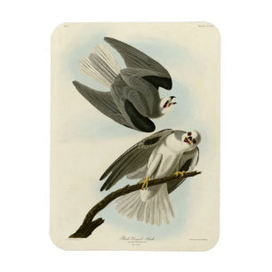 Black-Winged Hawk - Audubon's Birds of America Magnet