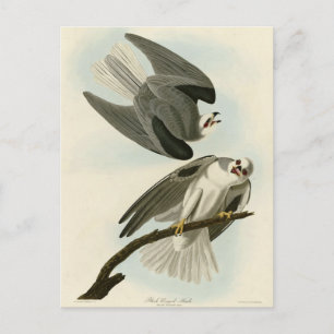 Black-Winged Hawk - Audubon's Birds of America Postcard