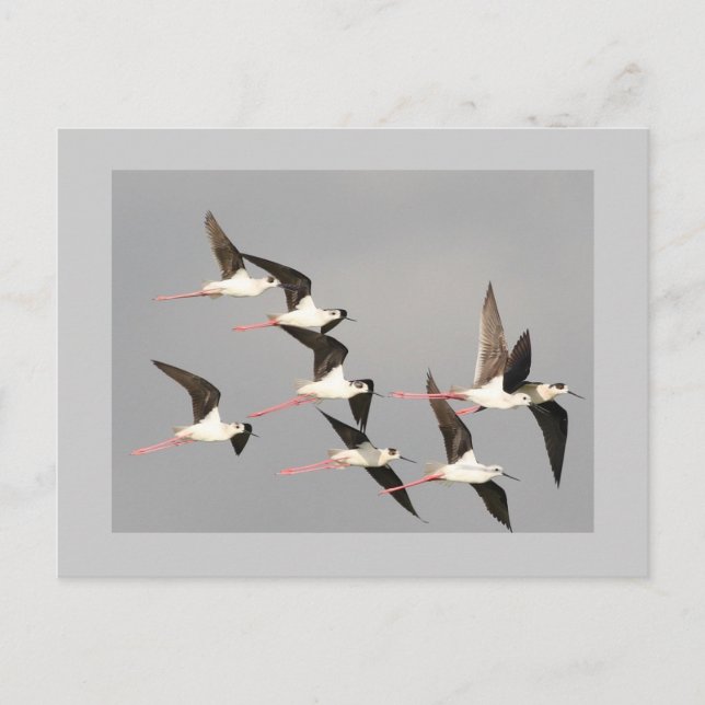 Black-winged Stilt Postcard (Front)
