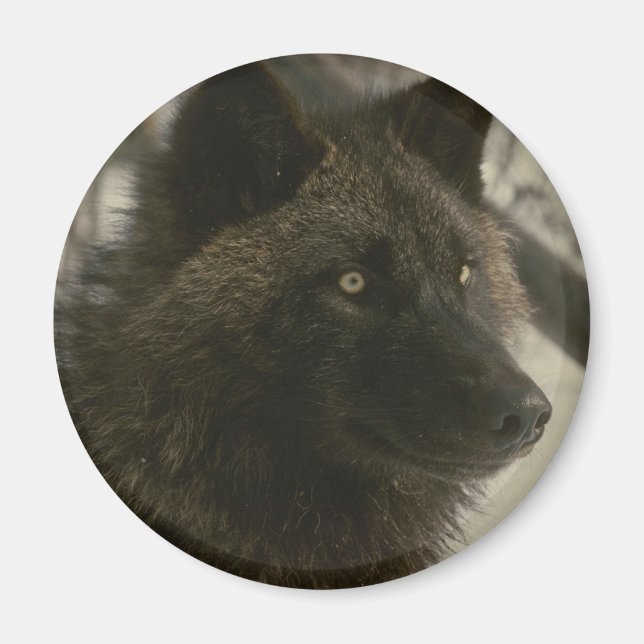 Black Wolf Dog Magnet (Front)