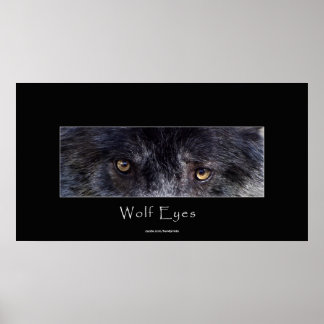 Black Wolf Eyes Wildlife Poster