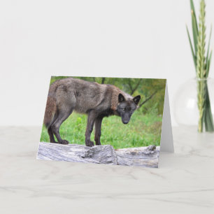 Black Wolf Greeting Card