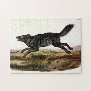 Black Wolf, or Black American Wolf (Canis Lupus) Jigsaw Puzzle