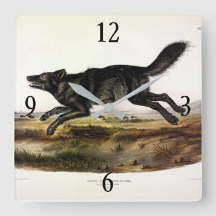 Black Wolf, or Black American Wolf (Canis Lupus) Square Wall Clock