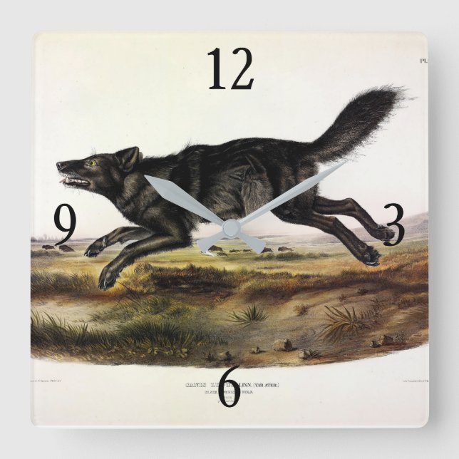 Black Wolf, or Black American Wolf (Canis Lupus) Square Wall Clock (Front)
