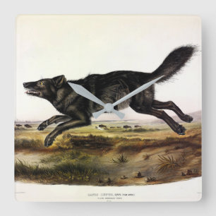 Black Wolf, or Black American Wolf (Canis Lupus) Square Wall Clock