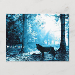 Black Wolf Postcard