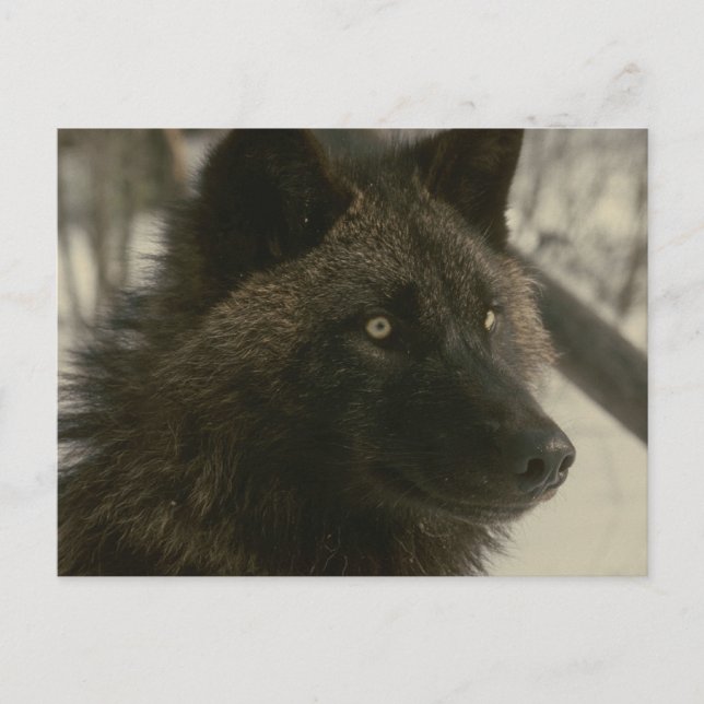 Black Wolf Postcard (Front)
