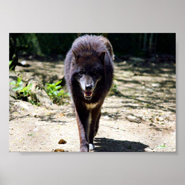 black wolf poster (Front)