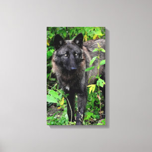 Black Wolf Stretched Canvas Print