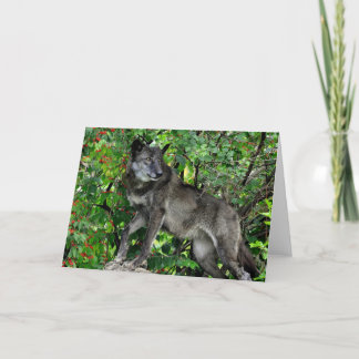 Black Wolf with Red Berries Greeting Card
