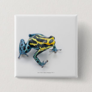 Black, Yellow and Blue Poison Dart Frog 15 Cm Square Badge