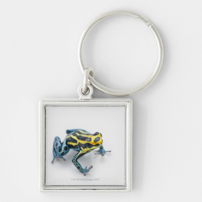 Black, Yellow and Blue Poison Dart Frog Key Ring (Front)