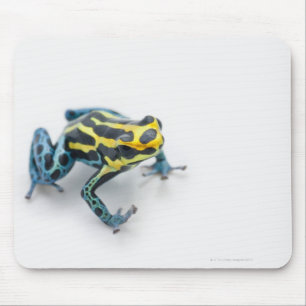 Black, Yellow and Blue Poison Dart Frog Mouse Mat